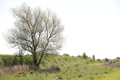 Photo of Tree with green leaves growing in field, space for text