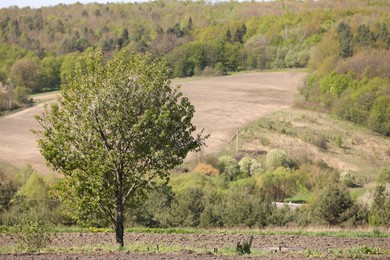 Photo of Tree with green leaves growing in field