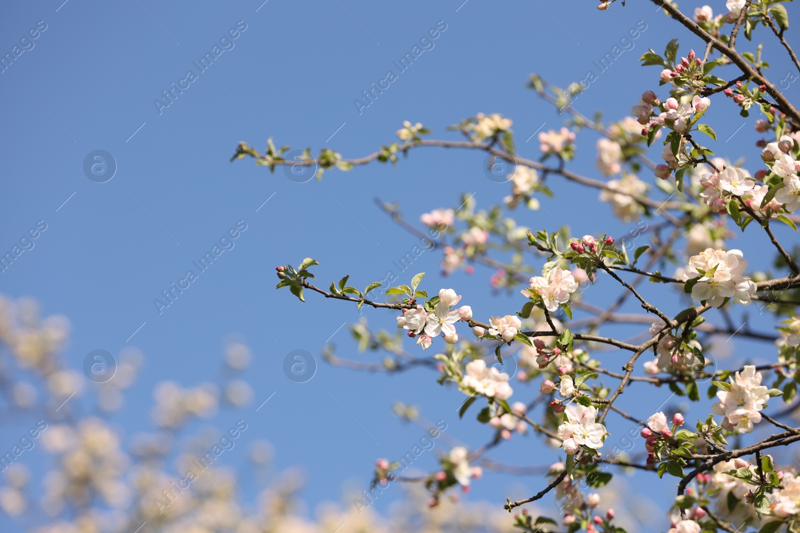 Beautiful blossoming apple tree with pink flowers under blue sky, low angle view. Space for text Photo of Beautiful blossoming apple tree with pink flowers under blue sky, low angle view. Space for text