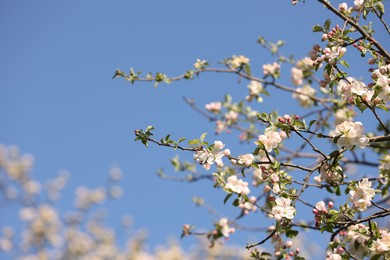 Photo of Beautiful blossoming apple tree with pink flowers under blue sky, low angle view. Space for text