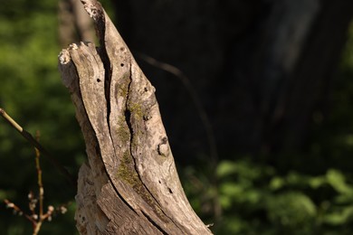 Photo of Tree bark covered with moss outdoors, closeup. Space for text