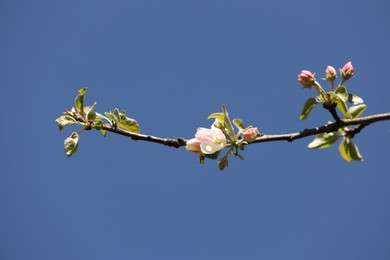 Photo of Beautiful blossoming apple tree with pink flowers under blue sky, low angle view