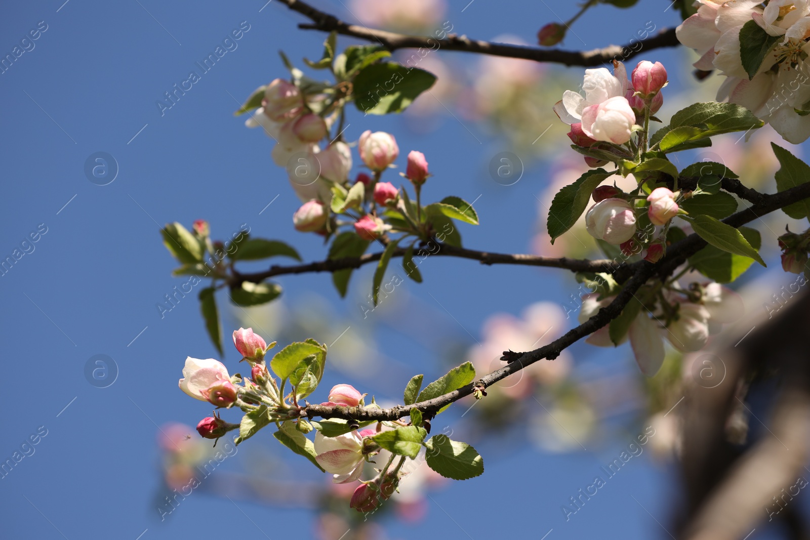 Beautiful blossoming apple tree with pink flowers under blue sky, closeup Photo of Beautiful blossoming apple tree with pink flowers under blue sky, closeup