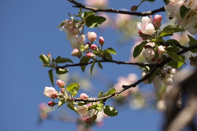 Photo of Beautiful blossoming apple tree with pink flowers under blue sky, closeup
