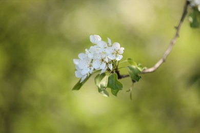 Photo of Beautiful blossoming plum tree with white flowers outdoors, closeup. Space for text