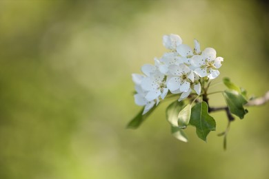 Photo of Beautiful blossoming plum tree with white flowers outdoors, closeup. Space for text