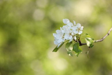 Photo of Beautiful blossoming plum tree with white flowers outdoors, closeup. Space for text
