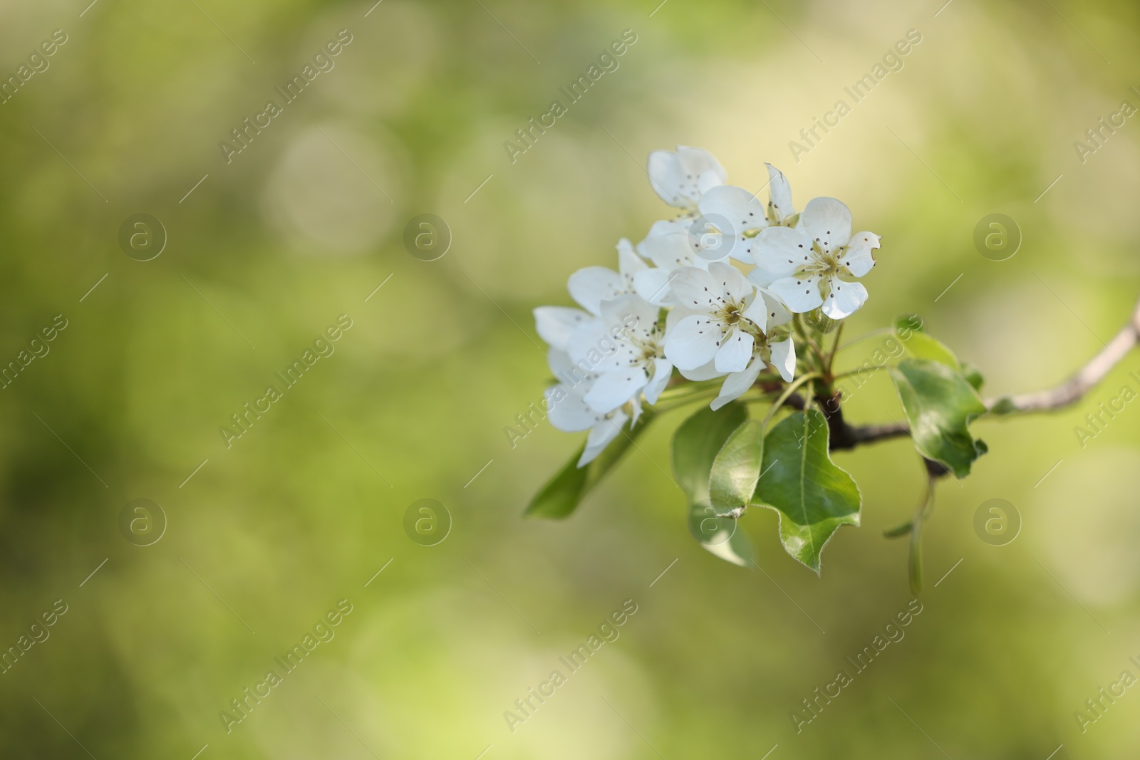 Beautiful blossoming plum tree with white flowers outdoors, closeup. Space for text Photo of Beautiful blossoming plum tree with white flowers outdoors, closeup. Space for text