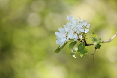 Photo of Beautiful blossoming plum tree with white flowers outdoors, closeup. Space for text