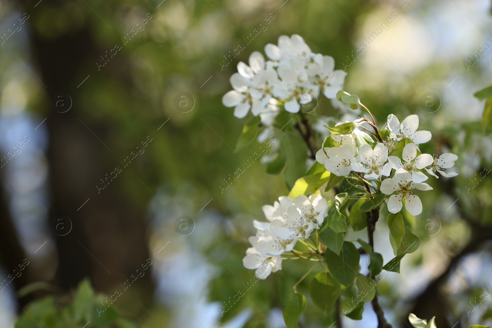 Beautiful blossoming plum tree with white flowers outdoors, closeup. Space for text Photo of Beautiful blossoming plum tree with white flowers outdoors, closeup. Space for text