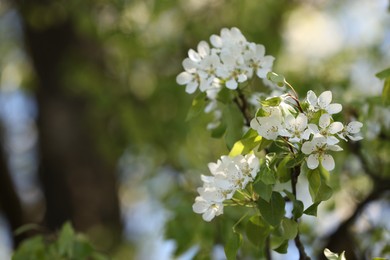 Photo of Beautiful blossoming plum tree with white flowers outdoors, closeup. Space for text