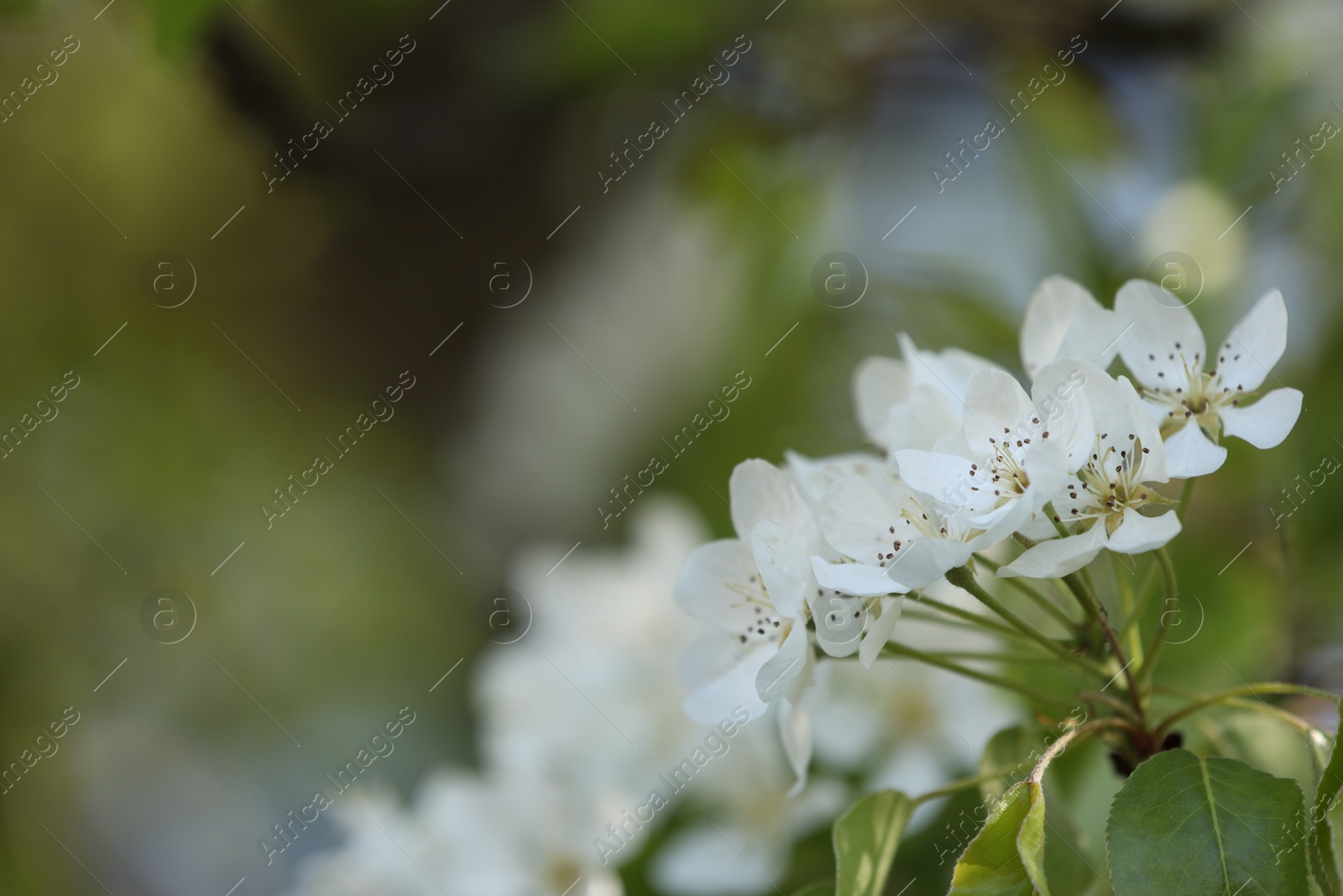 Beautiful blossoming plum tree with white flowers outdoors, closeup. Space for text Photo of Beautiful blossoming plum tree with white flowers outdoors, closeup. Space for text