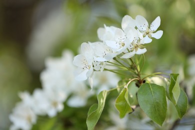 Photo of Beautiful blossoming plum tree with white flowers outdoors, closeup. Space for text