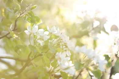 Photo of Beautiful blossoming plum tree with white flowers outdoors on sunny day, closeup