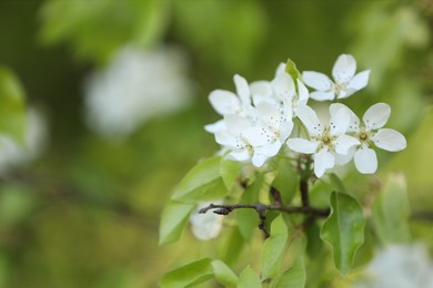 Photo of Beautiful blossoming plum tree with white flowers outdoors, closeup. Space for text
