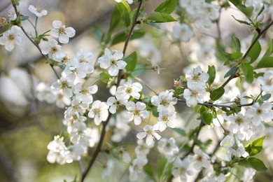 Photo of Beautiful blossoming plum tree with white flowers outdoors, closeup