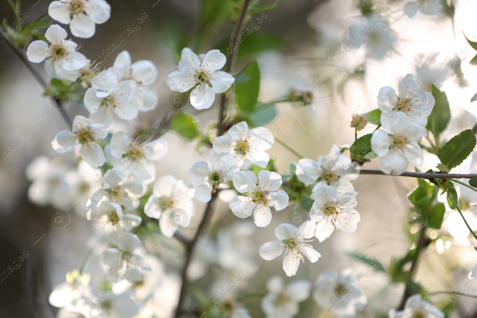 Beautiful blossoming plum tree with white flowers outdoors, closeup Photo of Beautiful blossoming plum tree with white flowers outdoors, closeup