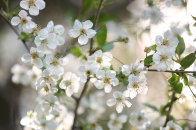 Photo of Beautiful blossoming plum tree with white flowers outdoors, closeup