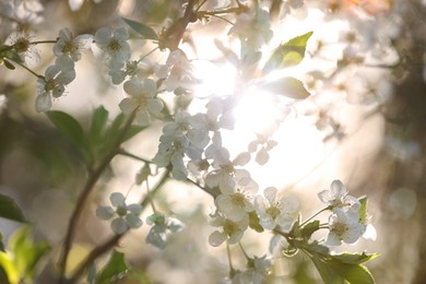 Photo of Beautiful blossoming plum tree with white flowers outdoors on sunny day, closeup
