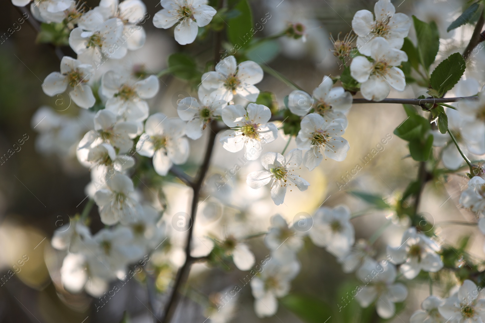 Beautiful blossoming plum tree with white flowers outdoors, closeup Photo of Beautiful blossoming plum tree with white flowers outdoors, closeup
