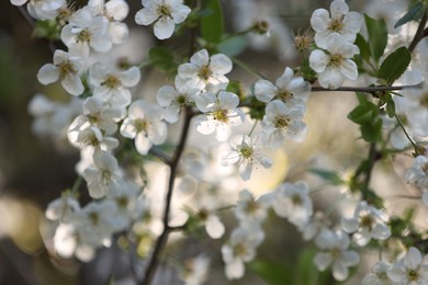 Photo of Beautiful blossoming plum tree with white flowers outdoors, closeup