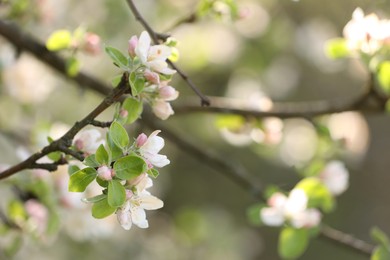 Photo of Beautiful blossoming apple tree with pink flowers outdoors, closeup. Space for text