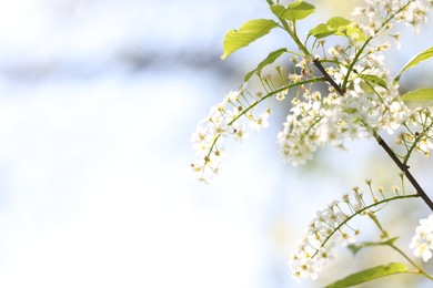Photo of Beautiful blossoming plum tree with white flowers outdoors, closeup. Space for text