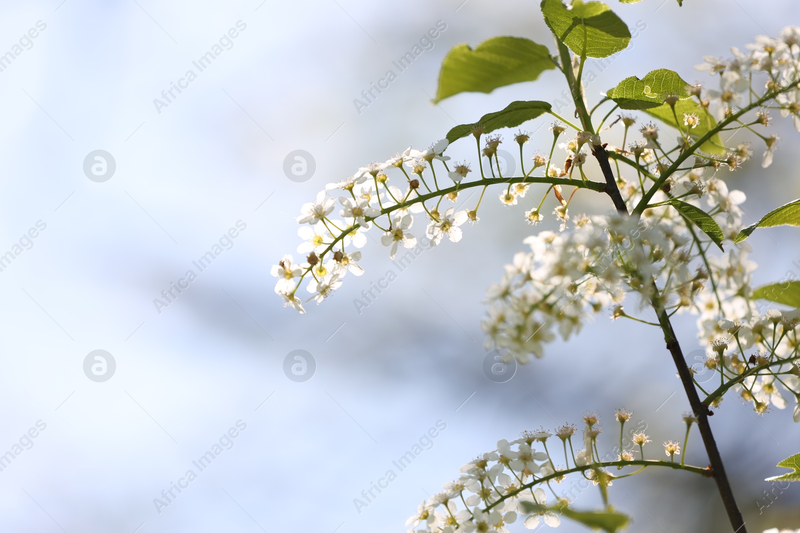 Beautiful blossoming plum tree with white flowers outdoors, closeup. Space for text Photo of Beautiful blossoming plum tree with white flowers outdoors, closeup. Space for text