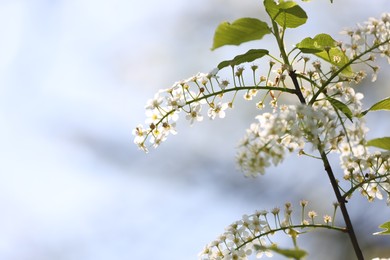 Photo of Beautiful blossoming plum tree with white flowers outdoors, closeup. Space for text