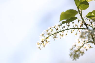 Photo of Beautiful blossoming plum tree with white flowers outdoors, closeup. Space for text