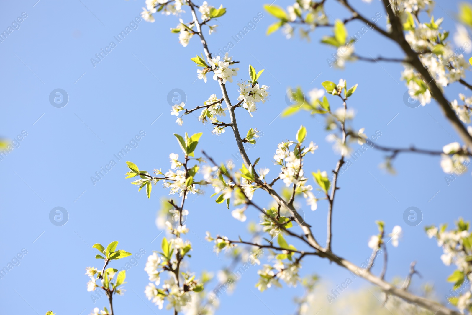 Beautiful blossoming plum tree with white flowers under blue sky, low angle view. Space for text Photo of Beautiful blossoming plum tree with white flowers under blue sky, low angle view. Space for text
