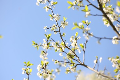 Photo of Beautiful blossoming plum tree with white flowers under blue sky, low angle view. Space for text
