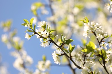 Photo of Beautiful blossoming plum tree with white flowers under blue sky, closeup