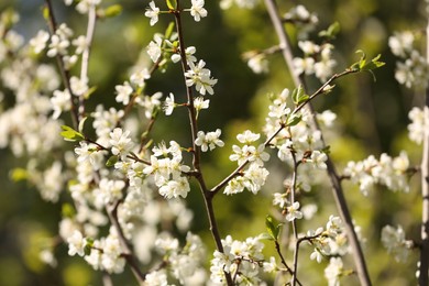 Photo of Beautiful blossoming plum tree with white flowers outdoors, closeup