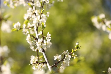 Photo of Beautiful blossoming plum tree with white flowers outdoors, closeup. Space for text