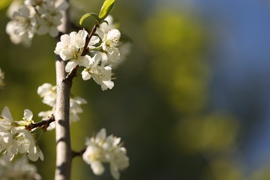 Photo of Beautiful blossoming plum tree with white flowers outdoors, closeup. Space for text