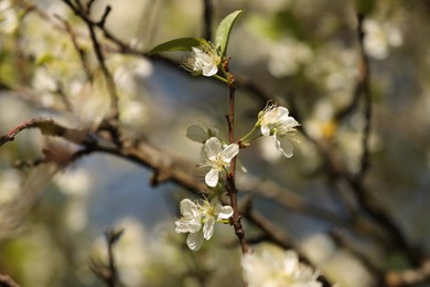 Photo of Beautiful blossoming plum tree with white flowers outdoors, closeup