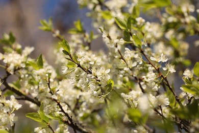Photo of Beautiful blossoming plum tree with white flowers outdoors, closeup