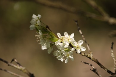 Photo of Beautiful blossoming plum tree with white flowers outdoors, closeup