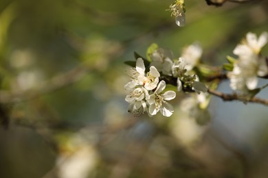Photo of Beautiful blossoming plum tree with white flowers outdoors, closeup. Space for text