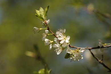 Photo of Beautiful blossoming plum tree with white flowers outdoors, closeup. Space for text