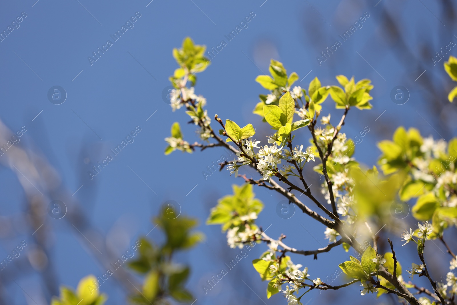 Beautiful blossoming plum tree with white flowers under blue sky, low angle view. Space for text Photo of Beautiful blossoming plum tree with white flowers under blue sky, low angle view. Space for text