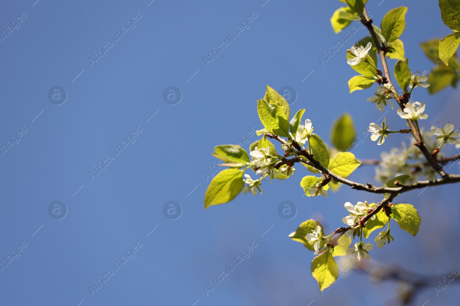 Beautiful blossoming plum tree with white flowers under blue sky, low angle view. Space for text Photo of Beautiful blossoming plum tree with white flowers under blue sky, low angle view. Space for text
