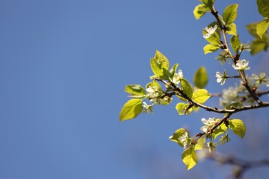 Photo of Beautiful blossoming plum tree with white flowers under blue sky, low angle view. Space for text