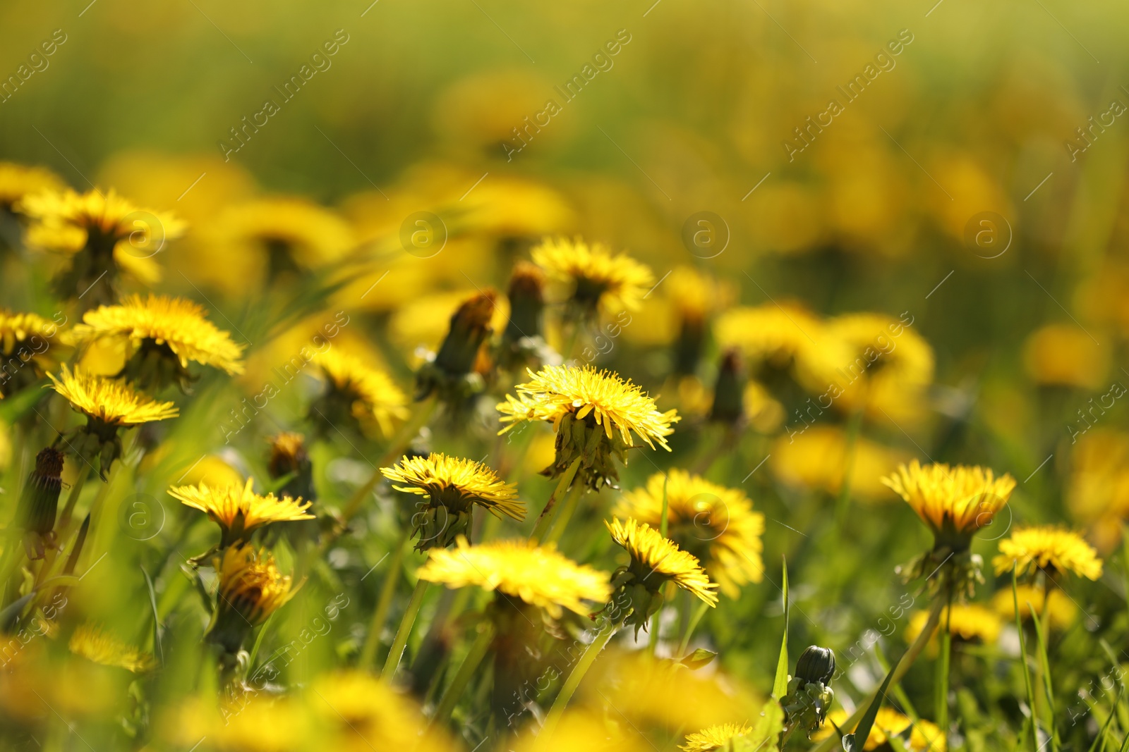 Many beautiful dandelions growing outdoors in spring, closeup Photo of Many beautiful dandelions growing outdoors in spring, closeup