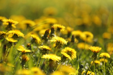 Photo of Many beautiful dandelions growing outdoors in spring, closeup