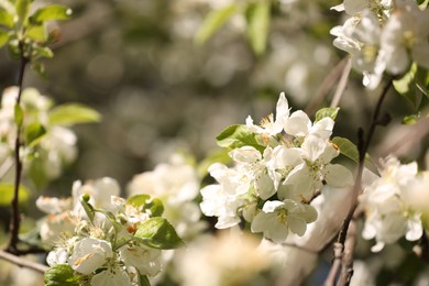 Photo of Beautiful blossoming plum tree with white flowers outdoors, closeup