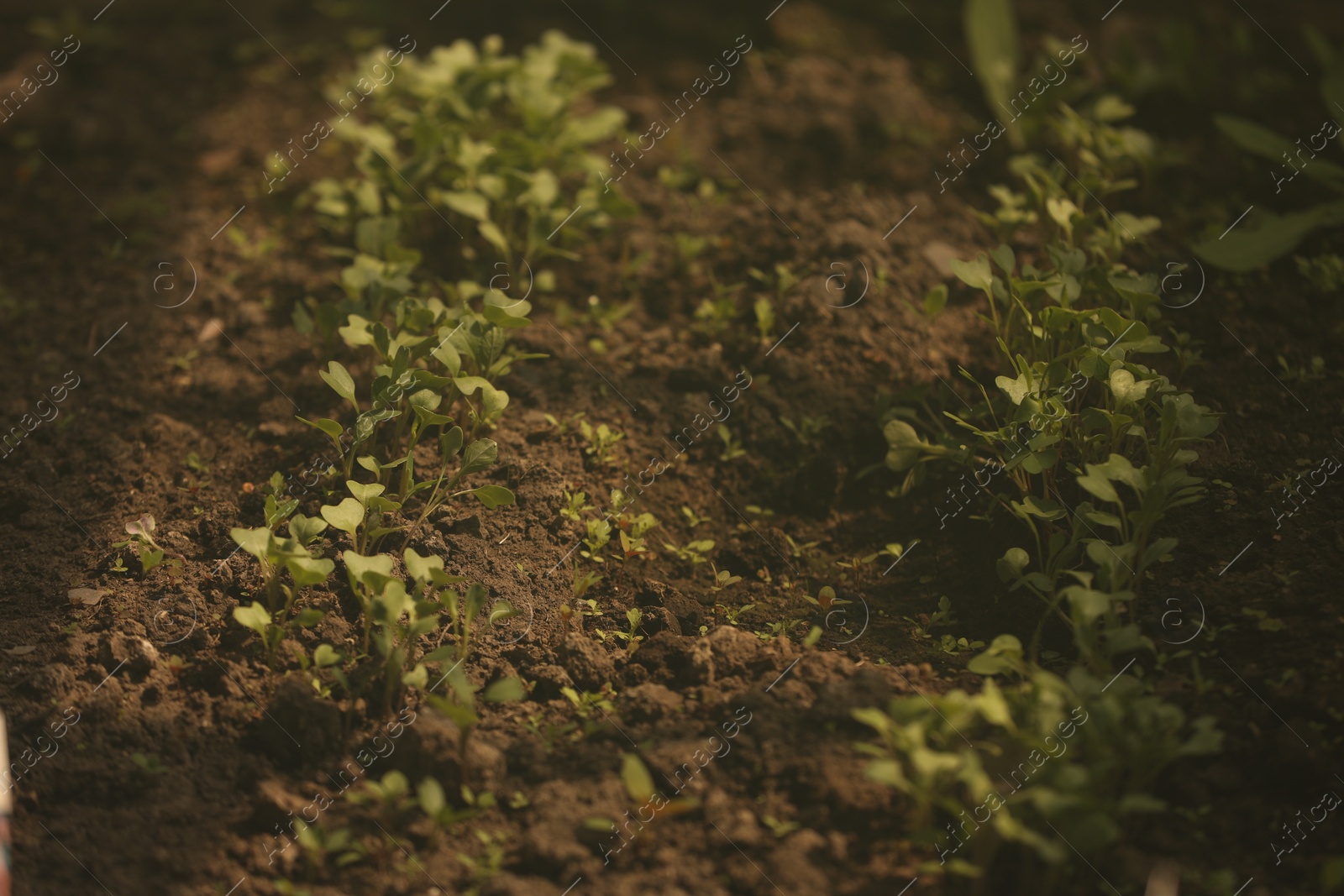 Young sprouts with green leaves growing in soil outdoors Photo of Young sprouts with green leaves growing in soil outdoors