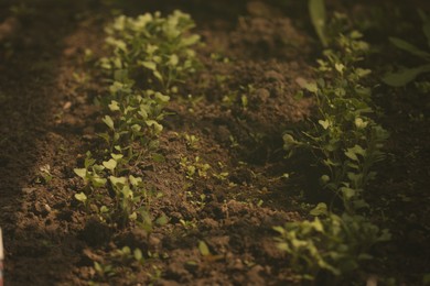 Photo of Young sprouts with green leaves growing in soil outdoors
