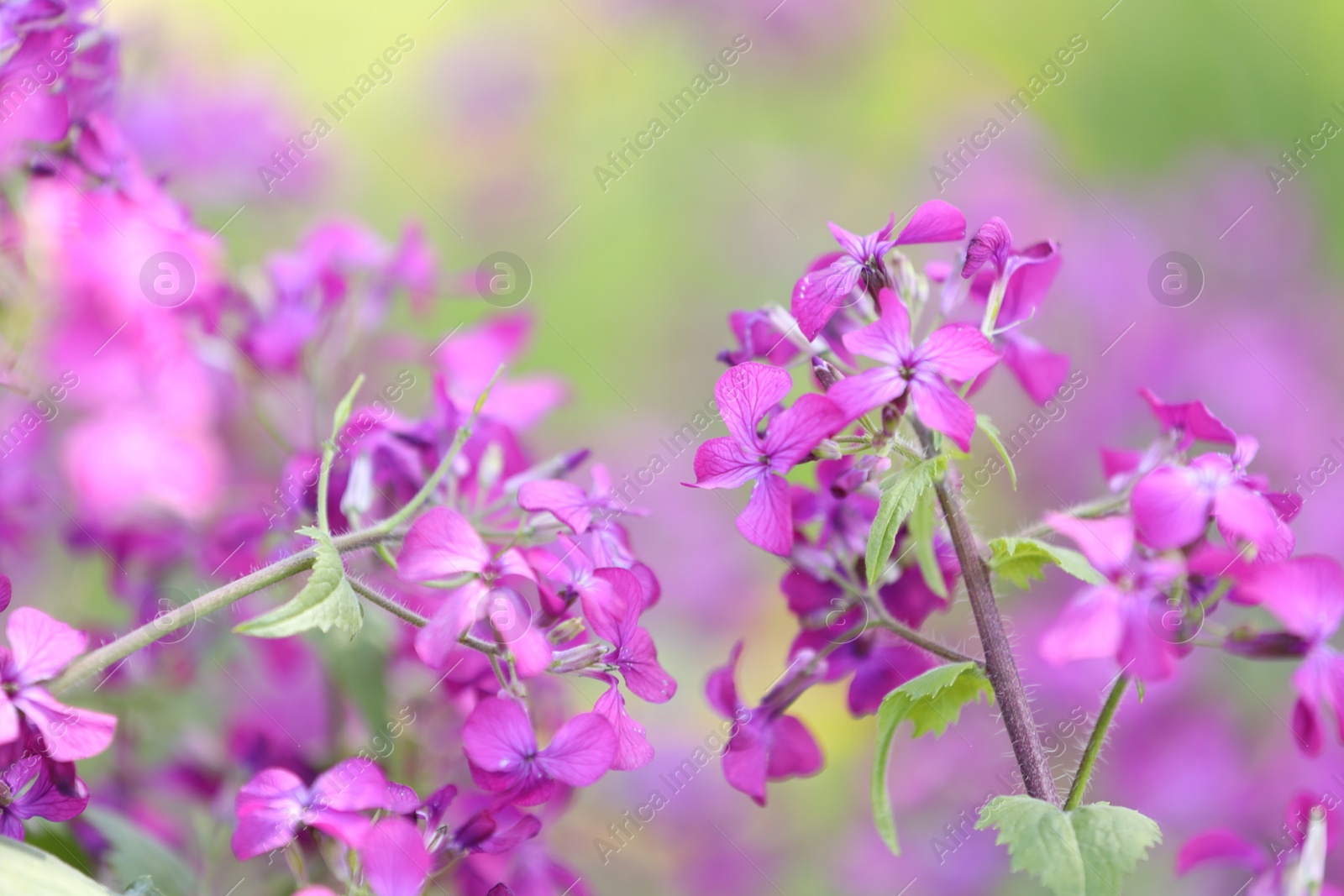 Many beautiful flowers growing outdoors in spring, closeup Photo of Many beautiful flowers growing outdoors in spring, closeup